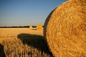 Sunlit hay bales in an open farm field, creating a warm and rustic agricultural scene.